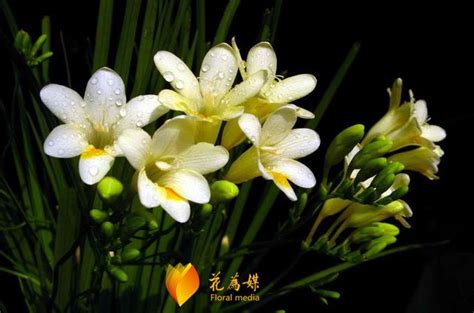 黃色蘭花花語|蘭花的花語和其背後的故事你知道嗎？